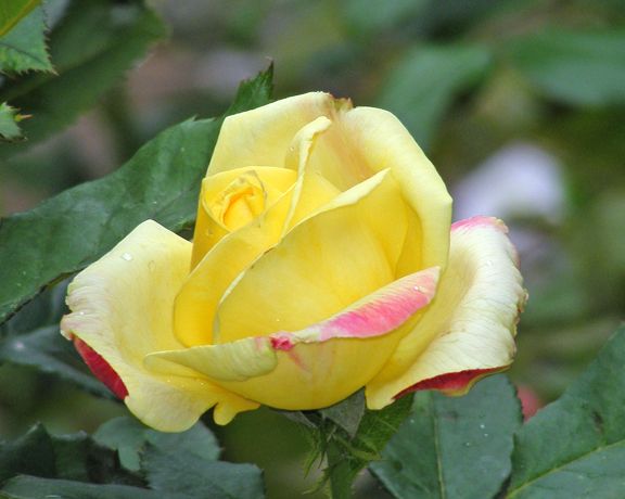 Bella Roma photo br2014_08020010_zpsbdbfe3e1.jpg